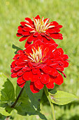 Zinnia elegans 'Super Yoga'