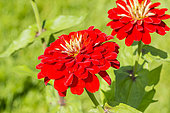 Zinnia elegans 'Super Yoga'