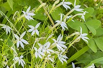 Laurentia axillaris 'Tristar Blanc'