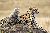Cheetah (Acinonyx jubatus), female and 8 weeks old, Masai-Mara National Reserve, Kenya