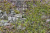 Kenilworth ivy (Cymbalaria muralis) on a wall of old stones, spring, Cotentin, France