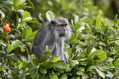 Crab-eating macaque or long-tailed macaque (Macaca fascicularis), in the tree, Tanjung Puting National Park, Borneo, Indonesia