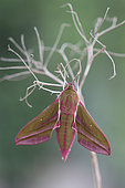 Emergence of a Elephant Hawk-moth (Deilephila elpenor), Brittany, France