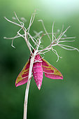 Emergence of a Elephant Hawk-moth (Deilephila elpenor), Brittany, France