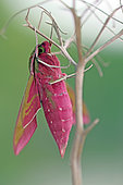 Emergence of a Elephant Hawk-moth (Deilephila elpenor), Brittany, France