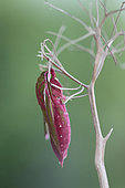 Emergence of a Elephant Hawk-moth (Deilephila elpenor), Brittany, France