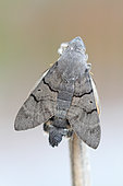 Emergence of Olive Bee Hawk-moth (Macroglossum stellatarum), Brittany, France