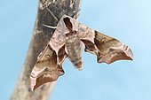 Eyed Hawkmoth (Smerinthus ocellata) emergence, Brittany, France