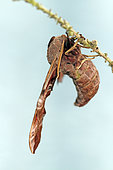 Eyed Hawkmoth (Smerinthus ocellata) emergence, Brittany, France