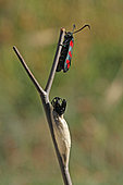 Six-spot Burnet (Zygaena fillipendulae) emergence, Brittany, France