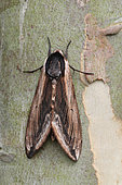 Privet Hawk-moth (Sphinx ligustri) on a trunk of Eucalyptus, Brittany, France