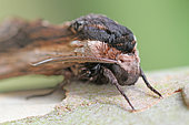 Portrait of Privet Hawk-moth (Sphinx ligustri) on a trunk of Eucalyptus, Brittany, France