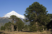 Lanin Volcano (3,776 m) and Araucaria forest.Lanin National Park.Neuquen Province, Argentina