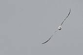 Sandwich tern (Thalasseus sandvicensis) in flight, Morlaix bay, Brittany, France