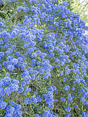 Ceanothus thyrsiflorus 'Skylark'