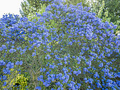 Ceanothus thyrsiflorus 'Skylark'