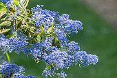 Ceanothus thyrsiflorus 'Eldorado'