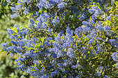 Ceanothus thyrsiflorus 'Eldorado'