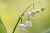 Lily-of-the-valley (Convallaria majalis) flowers, Vosges, France