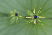 Fleur de Parisette à quatre feuilles (Paris quadrifolia), Vosges, France