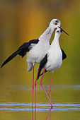 Black-winged Stilt (Himantopus himantopus) adults in courtship, Campania, Italy