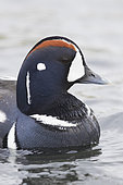 Harlequin Duck (Histrionicus histrionicus), adult male close-up, Northeastern Region, Iceland