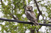 Northern Hawk-Owl (Surnia ulula), adult perched on a wire, Finnmark, Norway
