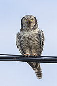 Northern Hawk-Owl (Surnia ulula), adult perched on a wire, Finnmark, Norway