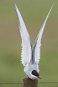 Arctic Tern (Sterna paradisaea), adult stretching, Southern Region, Iceland
