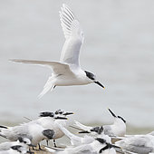 Sandwich Tern (Thalassaeus sandvicensis), adult in flight, Campania, Italy
