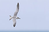 Sandwich Tern (Thalassaeus sandvicensis in flight, Campania, Italy