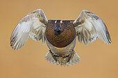 Garganey (Anas querquedula) in flight, Campania, Italy
