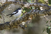 Atlas Pied Flycatcher (Ficedula speculigera), adult male perched on a branch, Fès-Meknès, Morocco