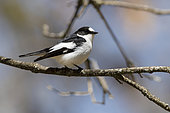Atlas Pied Flycatcher (Ficedula speculigera), adult male perched on a branch, Fès-Meknès, Morocco