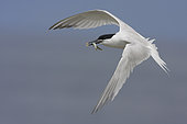 Sandwich Tern (), adult in flight carryinga fish in its bill, Northumberland, UK