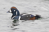 Harlequin Duck (Histrionicus histrionicus), adult male swimming in a river, Northeastern Region, Iceland