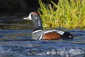 Harlequin Duck (Histrionicus histrionicus), adult male swimming in a river, Northeastern Region, Iceland