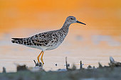 Ruff (Philomachus pugnax), adult standing in the water at sunset, Campania, Italy