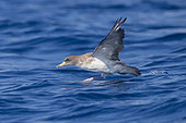 Scopoli's Shearwater (Calonectris diomedea), side view of an adult taking off from the water, Tuscany, Italy