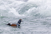 Harlequin Duck (Histrionicus histrionicus), adult male swimming in a river, Northeastern Region, Iceland