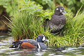 Harlequin Duck (Histrionicus histrionicus), couple resting in a river, Northeastern Region, Iceland