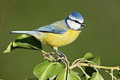 Blue Tit (Cyanistes caeruleus), side view of an adult male perched on a Common Ivy branch, Campania, Italy