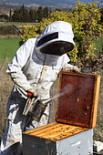 Beekeeper inspecting hives during honey production