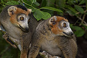 Crowned lemur (Eulemur coronatus) males in the forest, Pangalanes Canal, Ampitabe Lake, Atsinanana Region, Madagascar