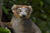 Crowned lemur (Eulemur coronatus) male in the forest, Pangalanes Canal, Ampitabe Lake, Atsinanana Region, Madagascar