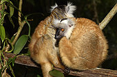 female in the forest, Pangalanes Canal, Ampitabe Lake, Atsinanana Region, Madagascar