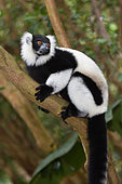 Ruffed lemur (Varecia variegata) in the forest, Pangalanes Canal, Ampitabe Lake, Atsinanana Region, Madagascar