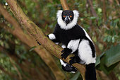 Ruffed lemur (Varecia variegata) in the forest, Pangalanes Canal, Ampitabe Lake, Atsinanana Region, Madagascar