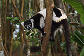 Ruffed lemur (Varecia variegata) in forest, Pangalanes channel - Ampitabe Lake, Atsinanana Region, Madagascar