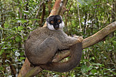 Brown lemur (Eulemur fulvus) in the forest, Pangalanes Canal, Ampitabe Lake, Atsinanana Region, Madagascar